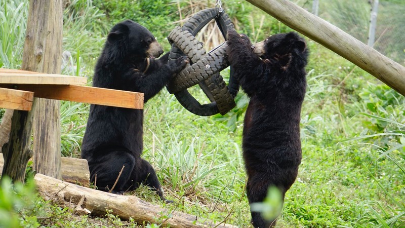 bear sanctuary ninh binh