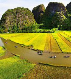 tam coc rice fields