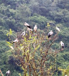 thung nham bird park