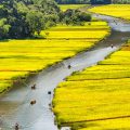 tam coc rice fields