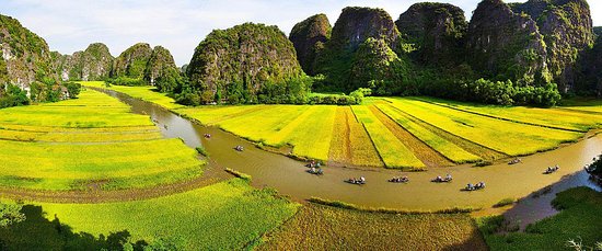 tam coc rice fields