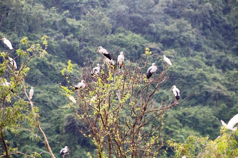 thung nham bird park